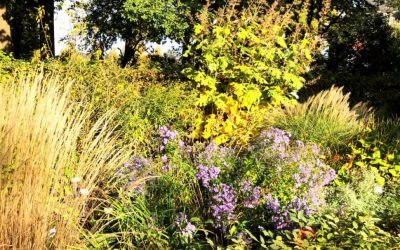 Herbststauden
